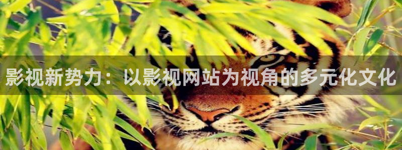 秋霞网欧美：影视新势力：以影视网站为视角的多元化文化